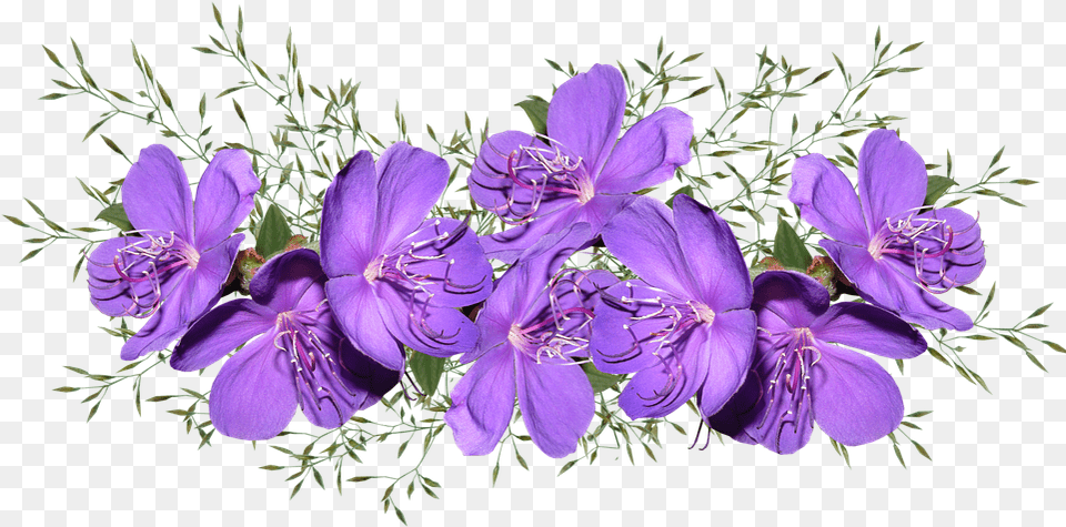 Purple Flowers Purple Flower Images, Geranium, Plant, Acanthaceae Free Png