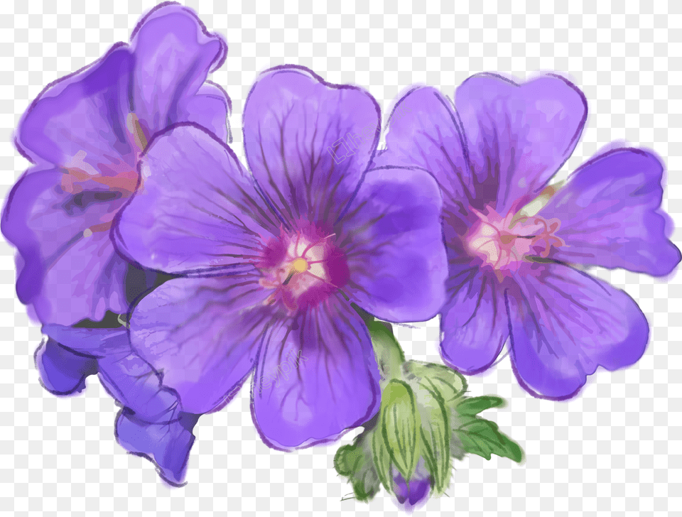 Purple Flowers Purple Flowers Painted, Flower, Geranium, Plant, Petal Free Png Download