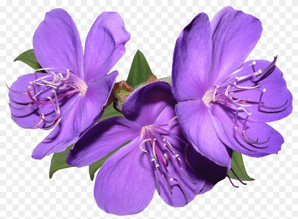 Purple Flowers Transparent Purple Flower, Geranium, Plant, Pollen, Petal Free Png Download