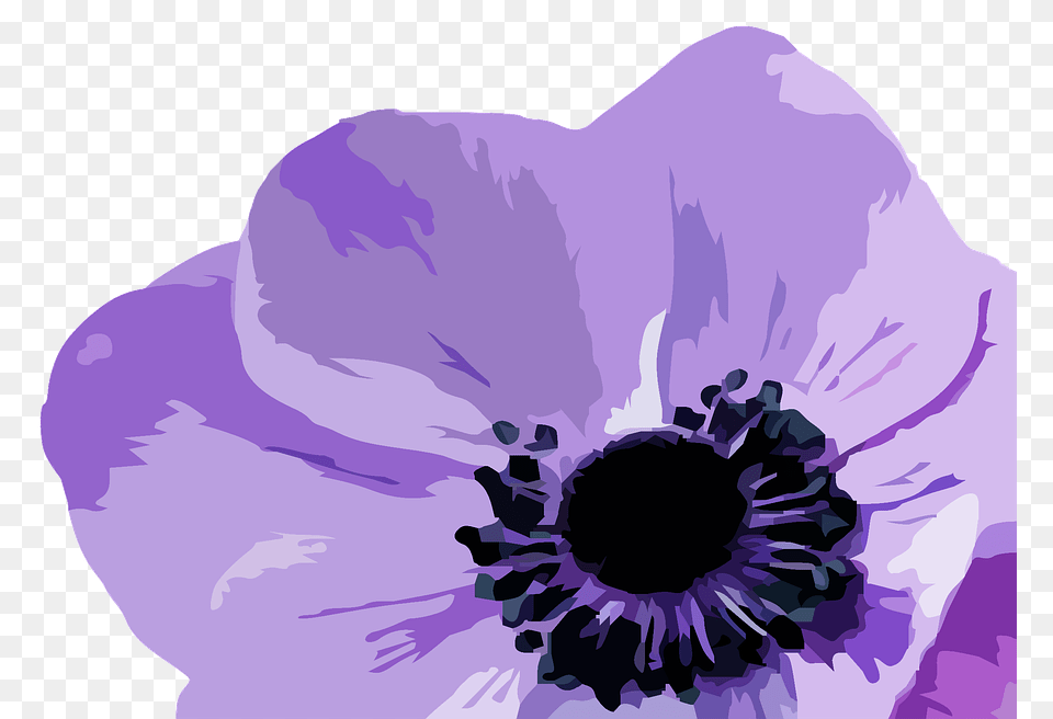 Purple Flowers Vector, Anemone, Flower, Plant, Anther Free Transparent Png