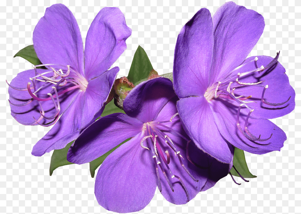 Purple Flowers Violet Flower, Geranium, Plant, Pollen, Petal Png