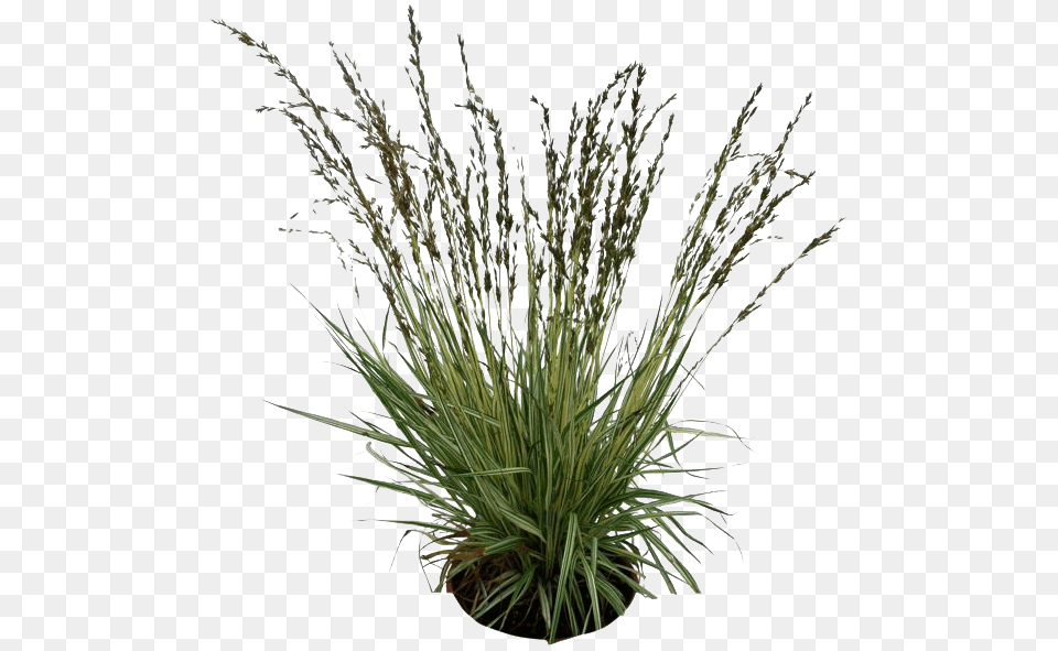 Purple Fountain Grass, Agavaceae, Plant, Flax, Flower Png Image