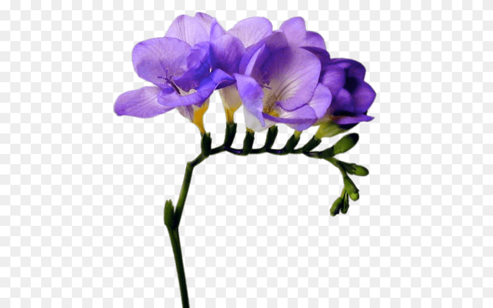 Purple Freesia, Flower, Geranium, Petal, Plant Free Transparent Png
