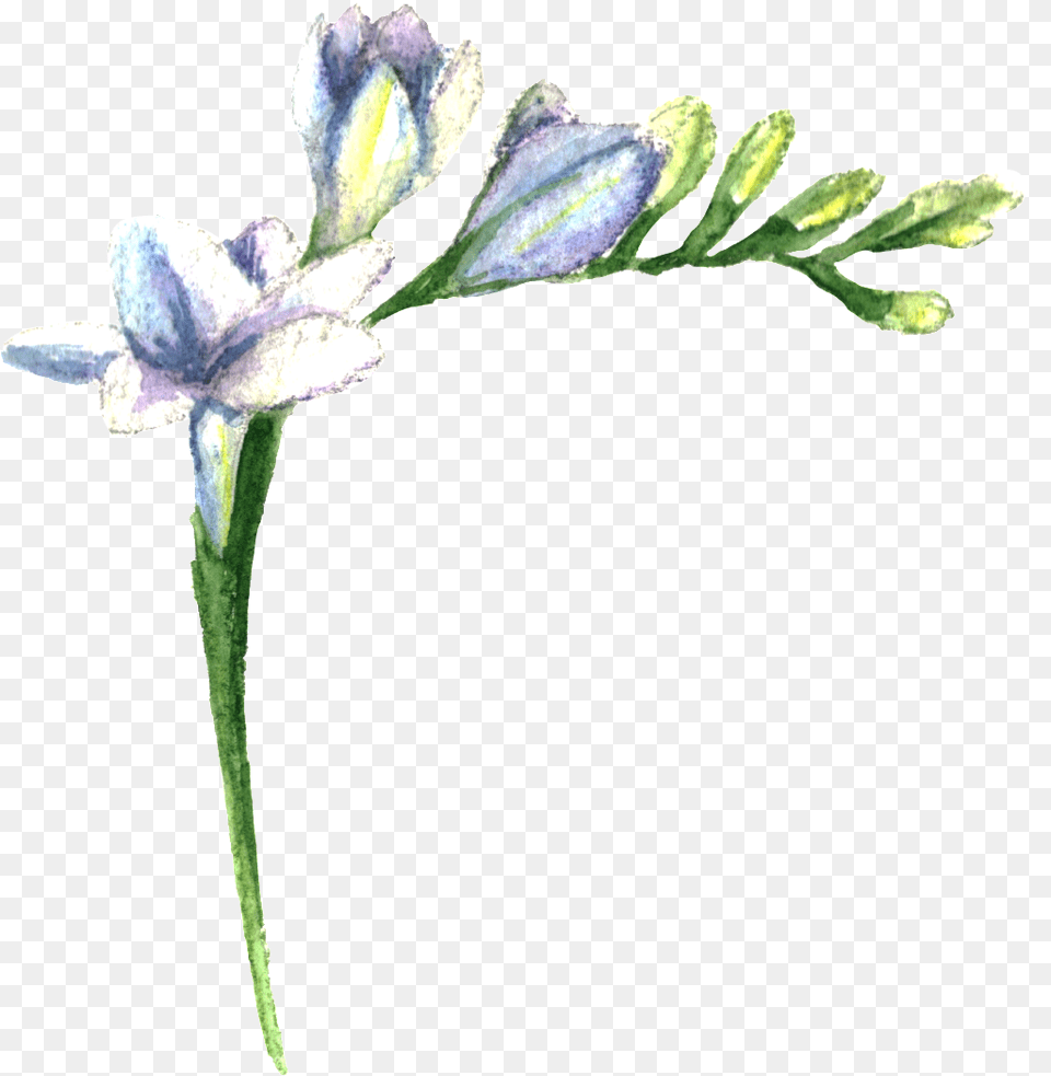 Purple Fresh Flower Transparent Lily, Plant, Art, Pattern Free Png
