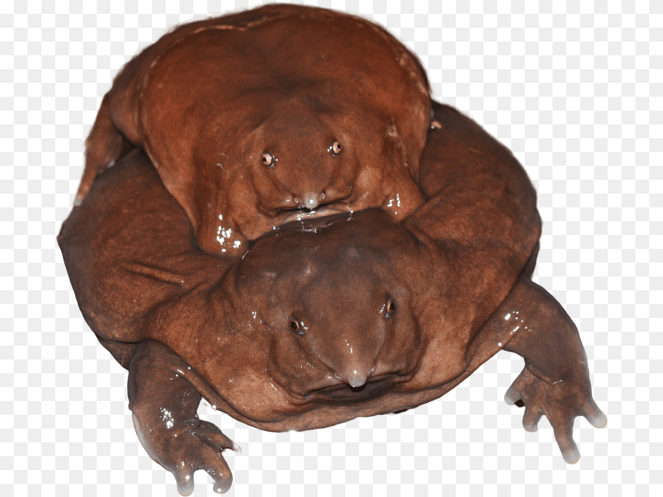 Purple Frog Sandeep Das, Animal, Bear, Mammal, Wildlife Free Png