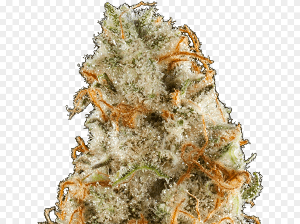Purple Frost Genetics City Lights Strain Photo Plant, Weed, Grass, Bud, Flower Free Png