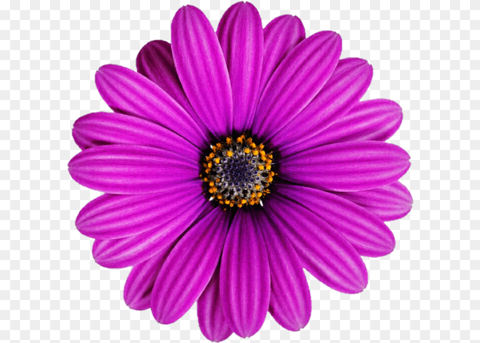 Purple Gerbera Daisy Transvaal Daisy, Dahlia, Flower, Plant, Pollen Png Image