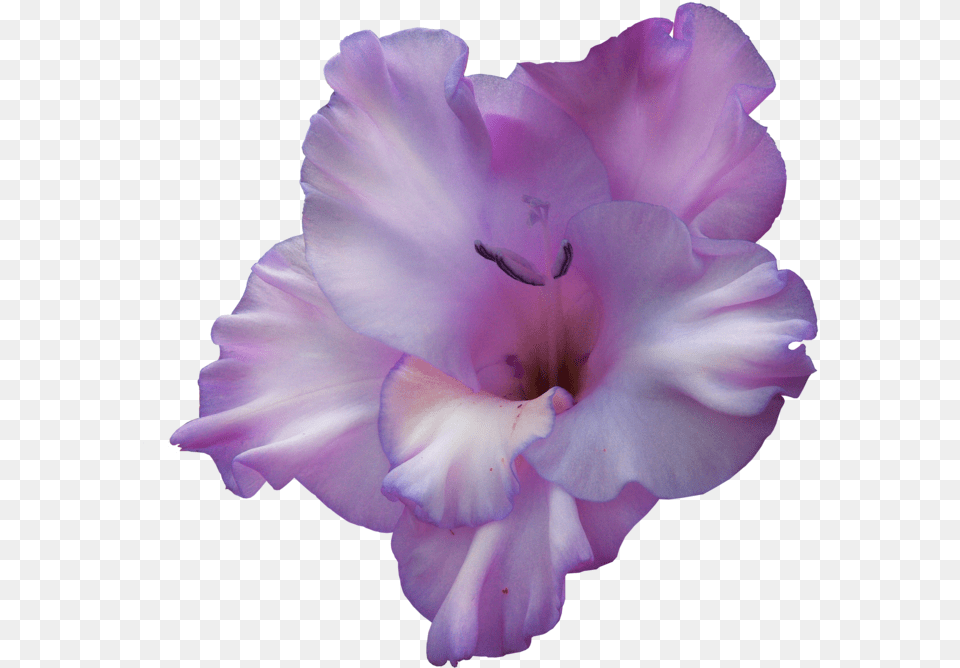 Purple Gladiolus Purple Gladiolus Flower, Geranium, Plant, Rose Free Transparent Png