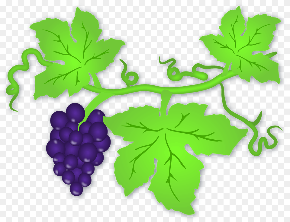 Purple Grapes On The Vine Clipart, Food, Fruit, Plant, Produce Free Png Download