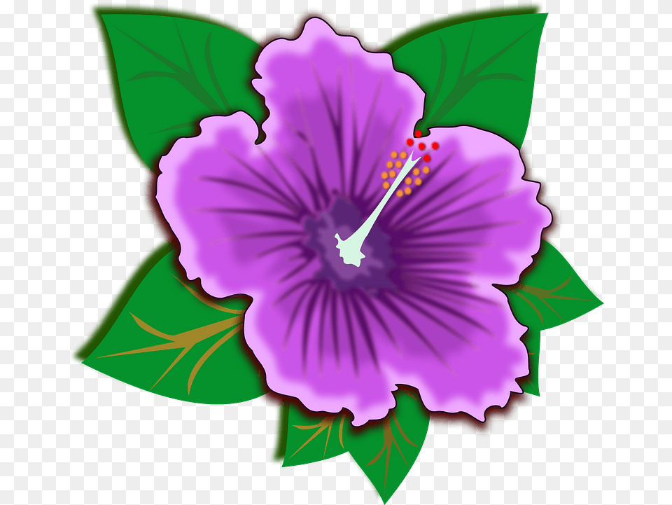 Purple Hawaiian Hibiscus Flower Clipart Free Download Rainforest Plants Clip Art, Plant, Anther, Person Png Image