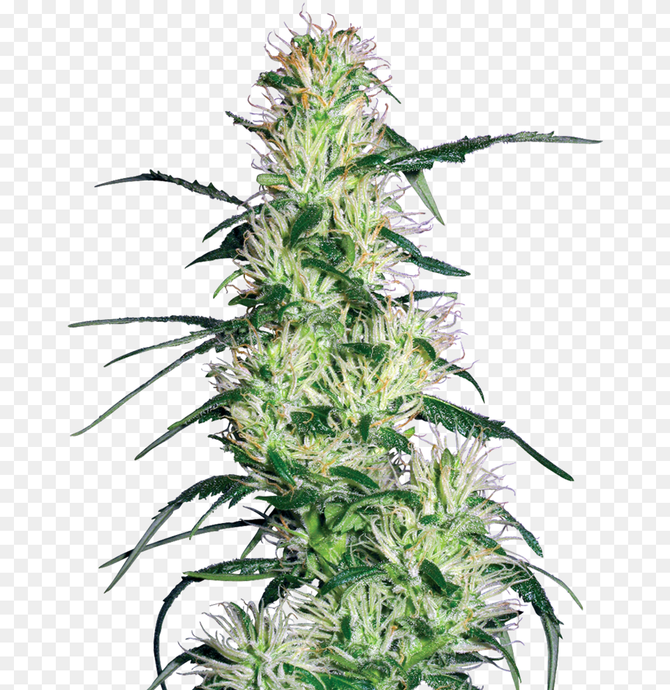 Purple Haze, Grass, Plant, Hemp Png Image