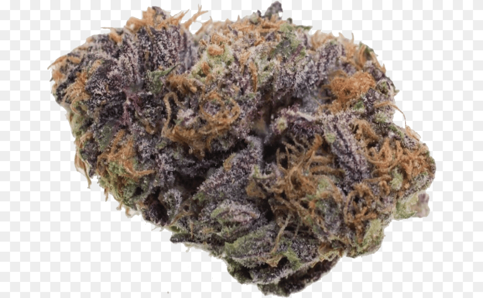 Purple Haze Mendo Purp, Weed, Plant, Rock, Water Free Transparent Png