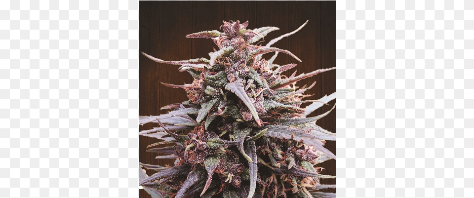 Purple Haze X Malawi Ace Seeds, Grass, Plant Png