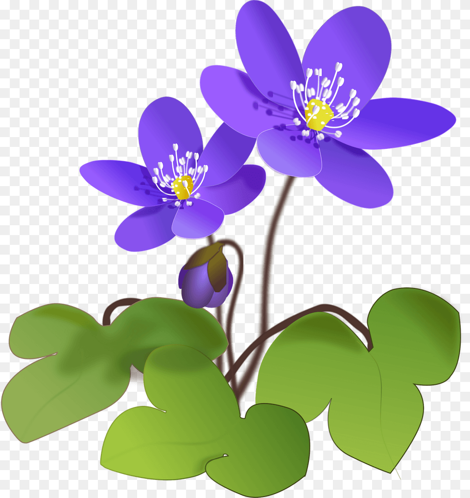 Purple Hepatic Flowers Clipart, Anemone, Anther, Flower, Geranium Png Image