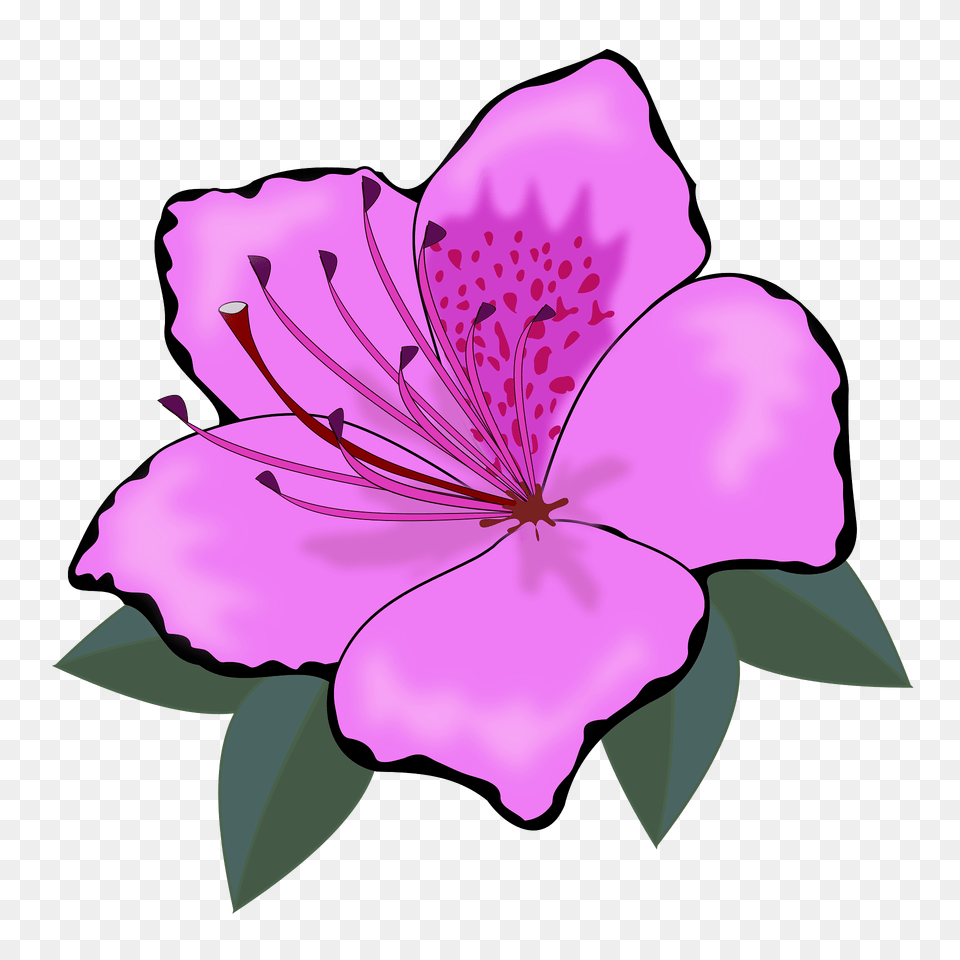 Purple Hibiscus Flower Clipart, Plant, Petal, Anther, Geranium Free Transparent Png