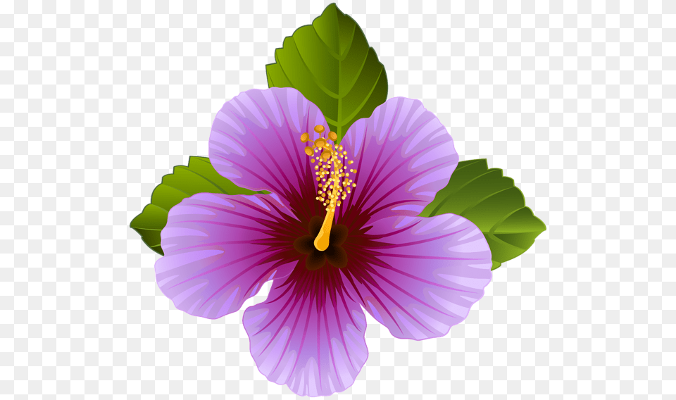 Purple Hibiscus Flower Clipart, Anther, Plant, Pollen Free Png