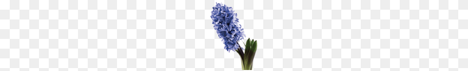 Purple Hyacinth, Flower, Plant, Lavender, Lupin Free Png