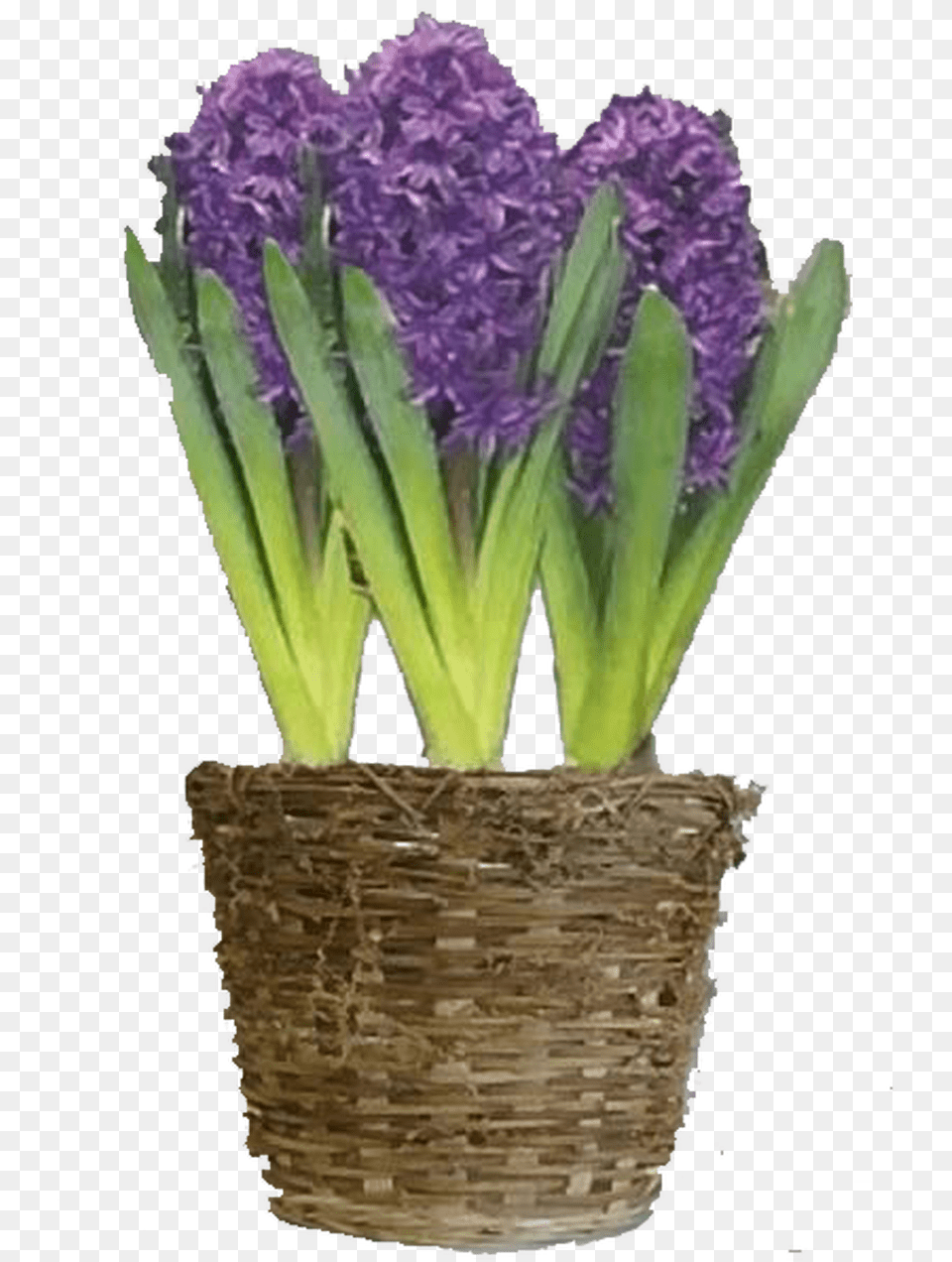 Purple Hyacinth Flower Bulb Gift Basket Hyacinth, Plant, Flower Arrangement, Lavender, Potted Plant Png Image