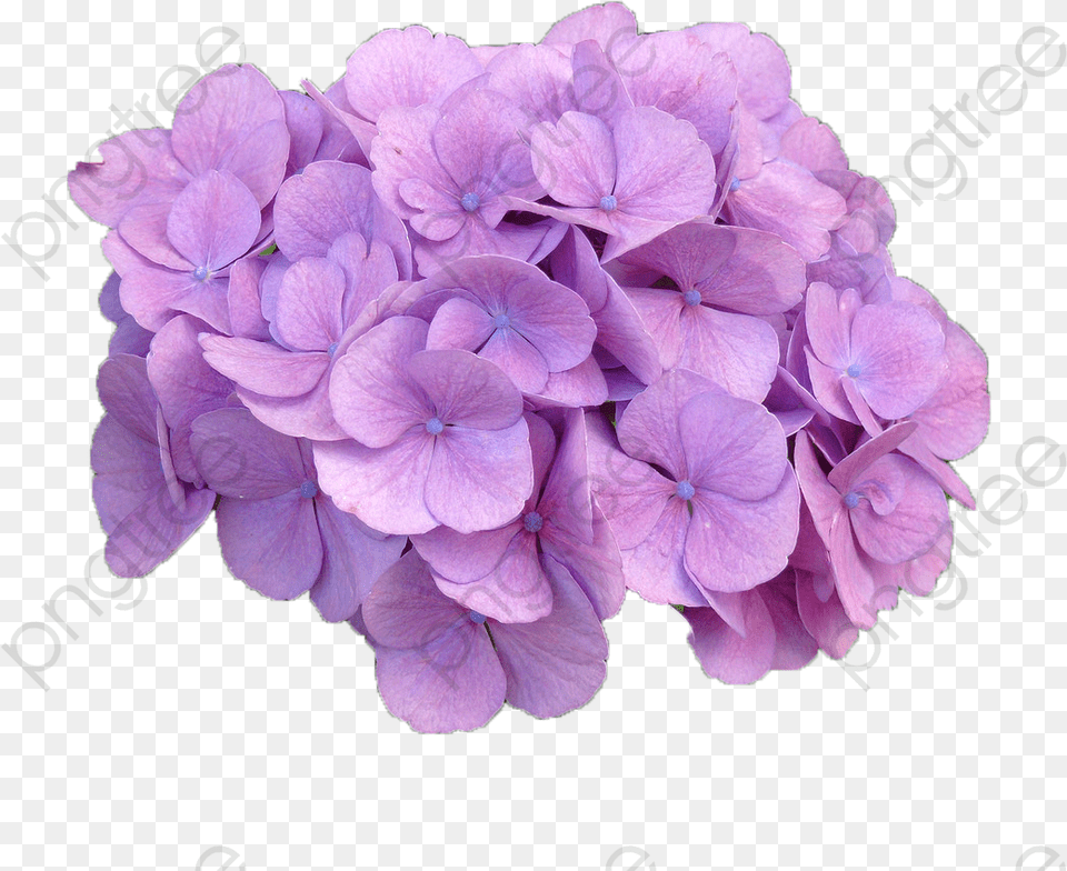 Purple Hydrangea Purple Hydrangea, Flower, Geranium, Plant, Petal Free Png