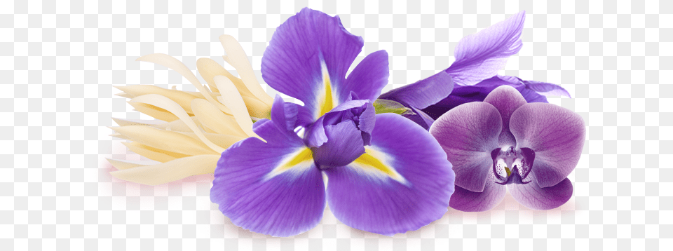 Purple Iris Flower Cattleya Orchids, Plant, Petal Png Image