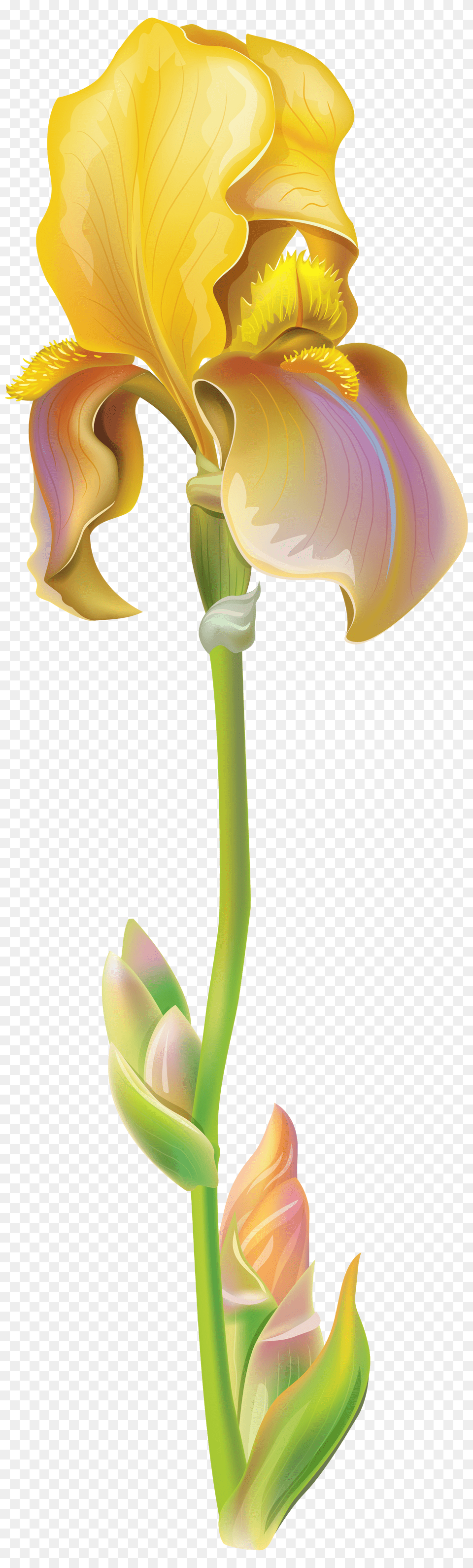 Purple Iris Flower Clipart, Petal, Plant, Baby, Person Png Image