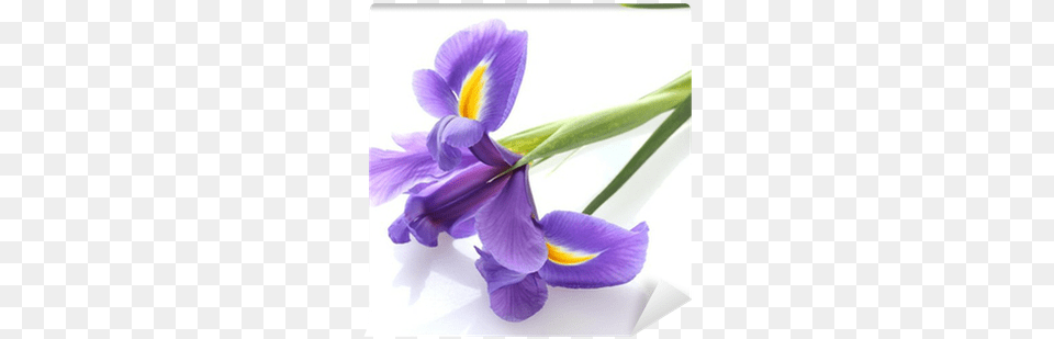 Purple Iris Flower Isolated On White Wall Mural Irises, Petal, Plant Free Transparent Png