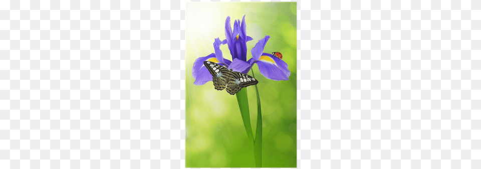 Purple Iris Flower With Butterfly And Ladybug Poster Iris Bloem, Plant, Petal, Animal, Insect Free Transparent Png