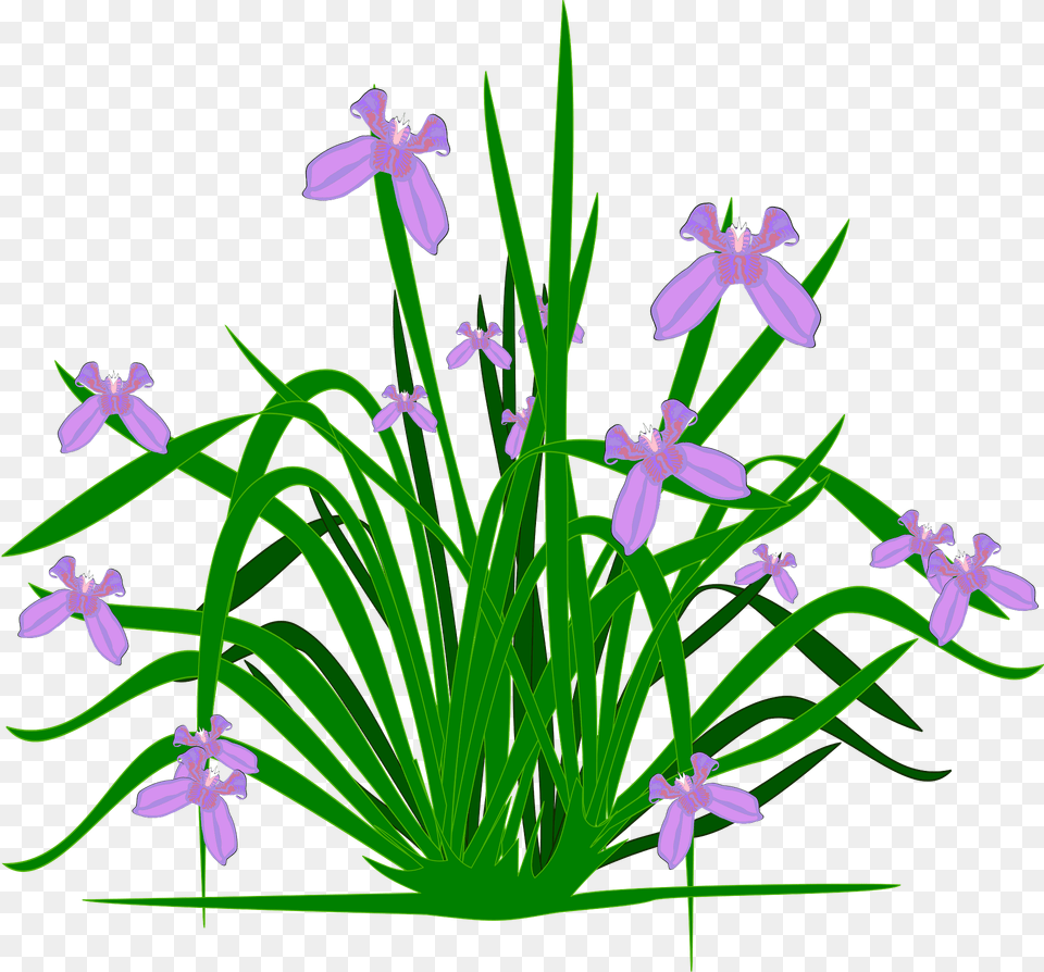 Purple Irises On The Stem Clipart, Flower, Iris, Plant, Grass Png Image