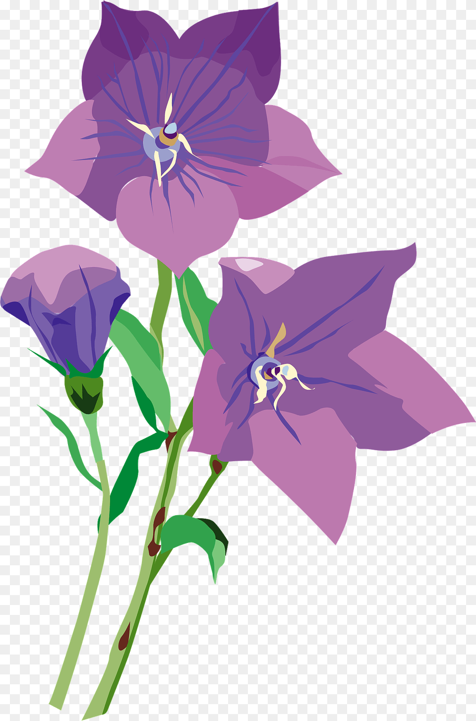 Purple Japanese Bellflower Clipart, Flower, Plant, Flax, Petal Free Png