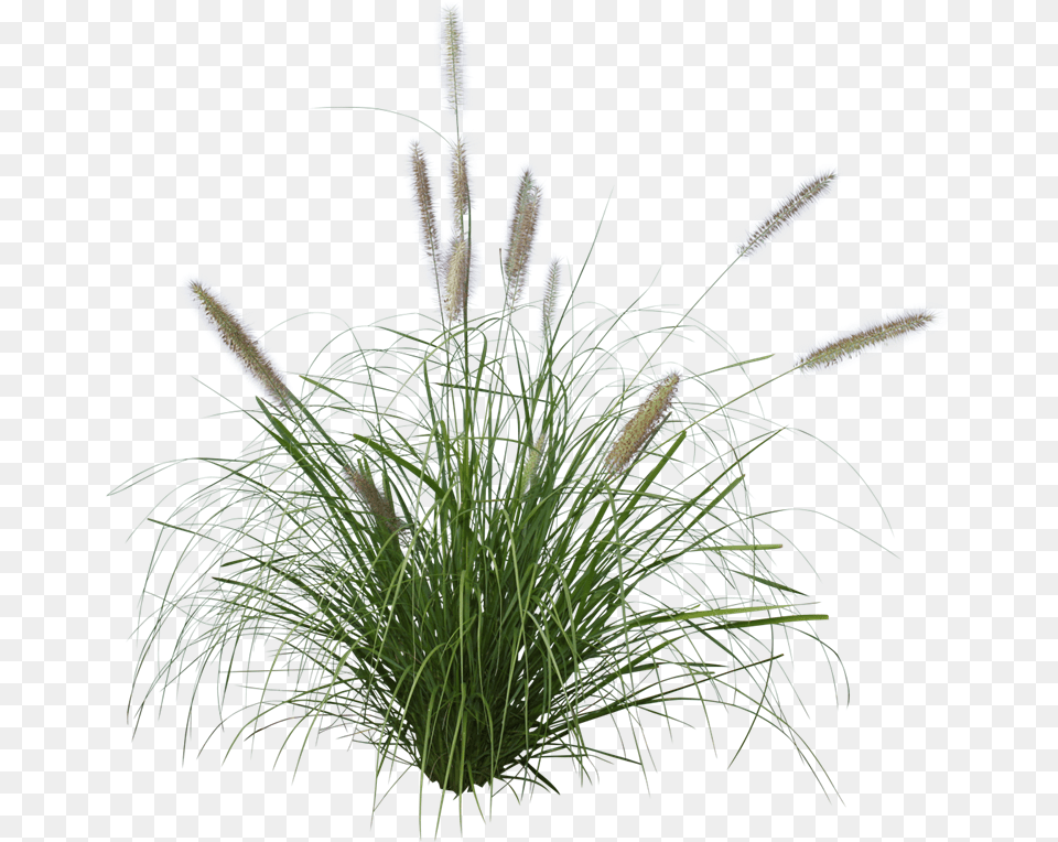 Purple Lea Pennisetum Grass, Plant, Flower, Reed Free Transparent Png