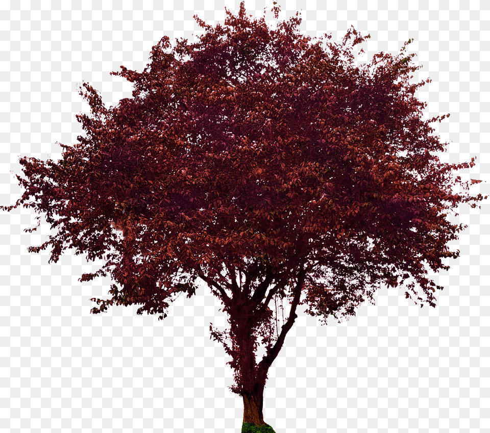 Purple Leaf Plum Maroon Maple Png Image