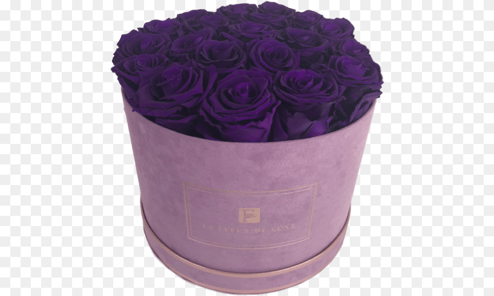 Purple Long Lasting Roses In A Medium Round Suede Box Garden Roses, Flower, Flower Arrangement, Flower Bouquet, Plant Free Png Download