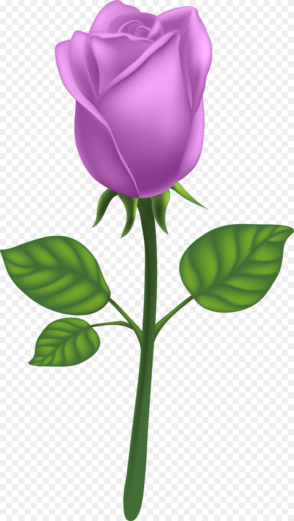 Purple Long Stem Rose Clipart Transparent Background Rose Pink, Flower, Plant Free Png Download