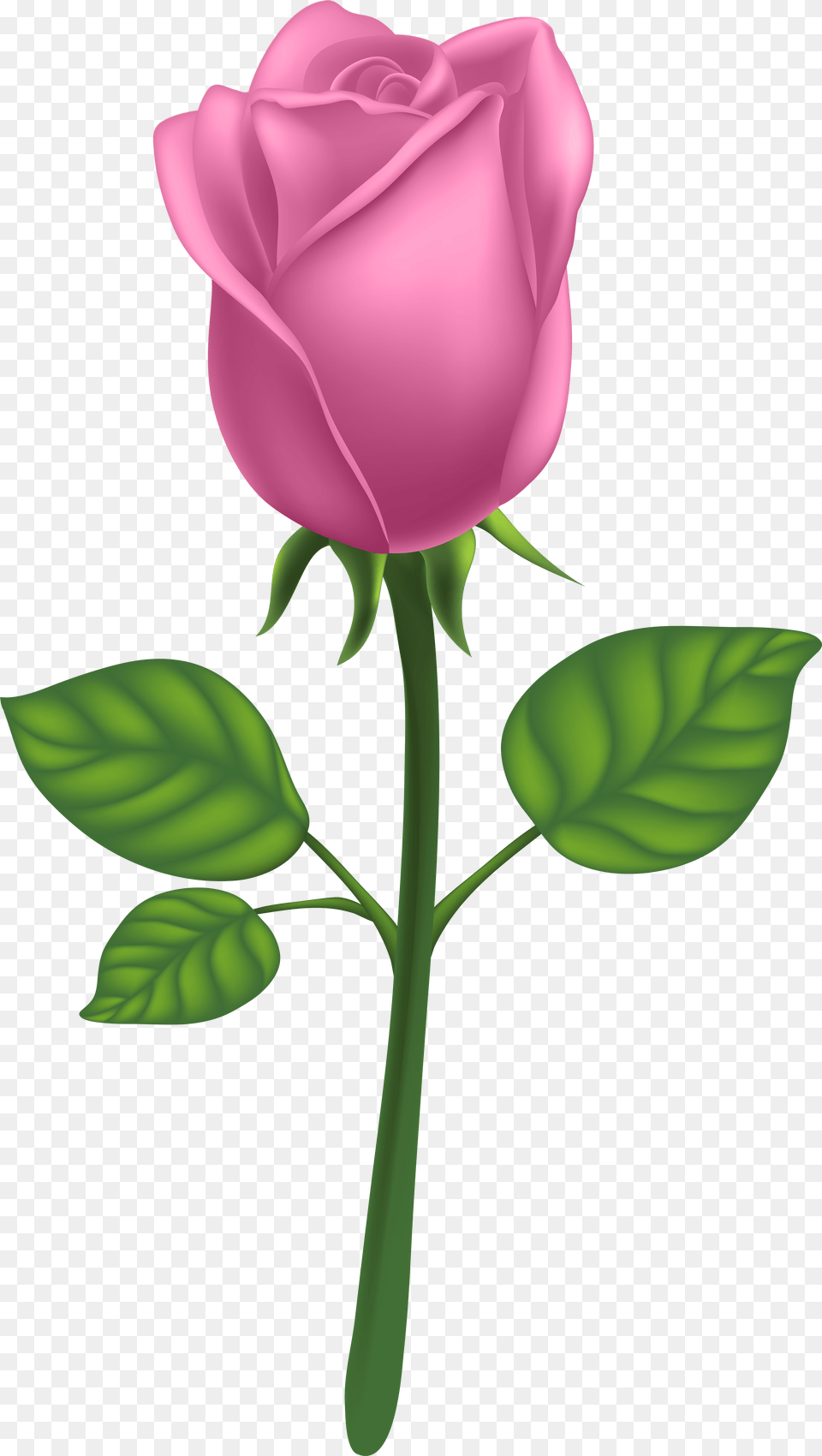 Purple Long Stem Rose Pink Rose Transparent, Flower, Plant Png Image