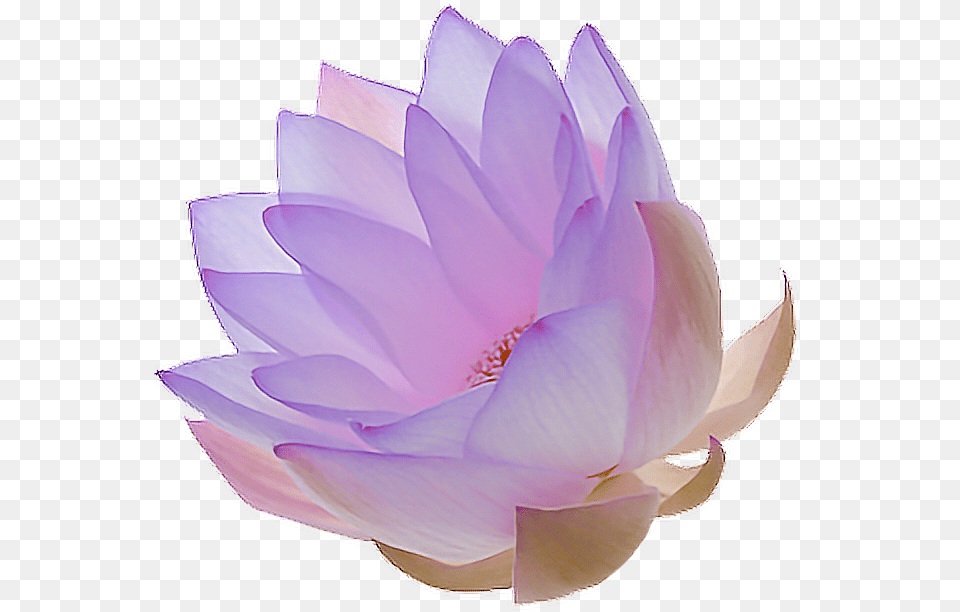 Purple Lotus Flower, Dahlia, Petal, Plant, Rose Png Image
