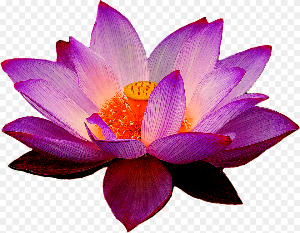 Purple Lotus Flower, Plant, Dahlia, Petal, Lily Png Image