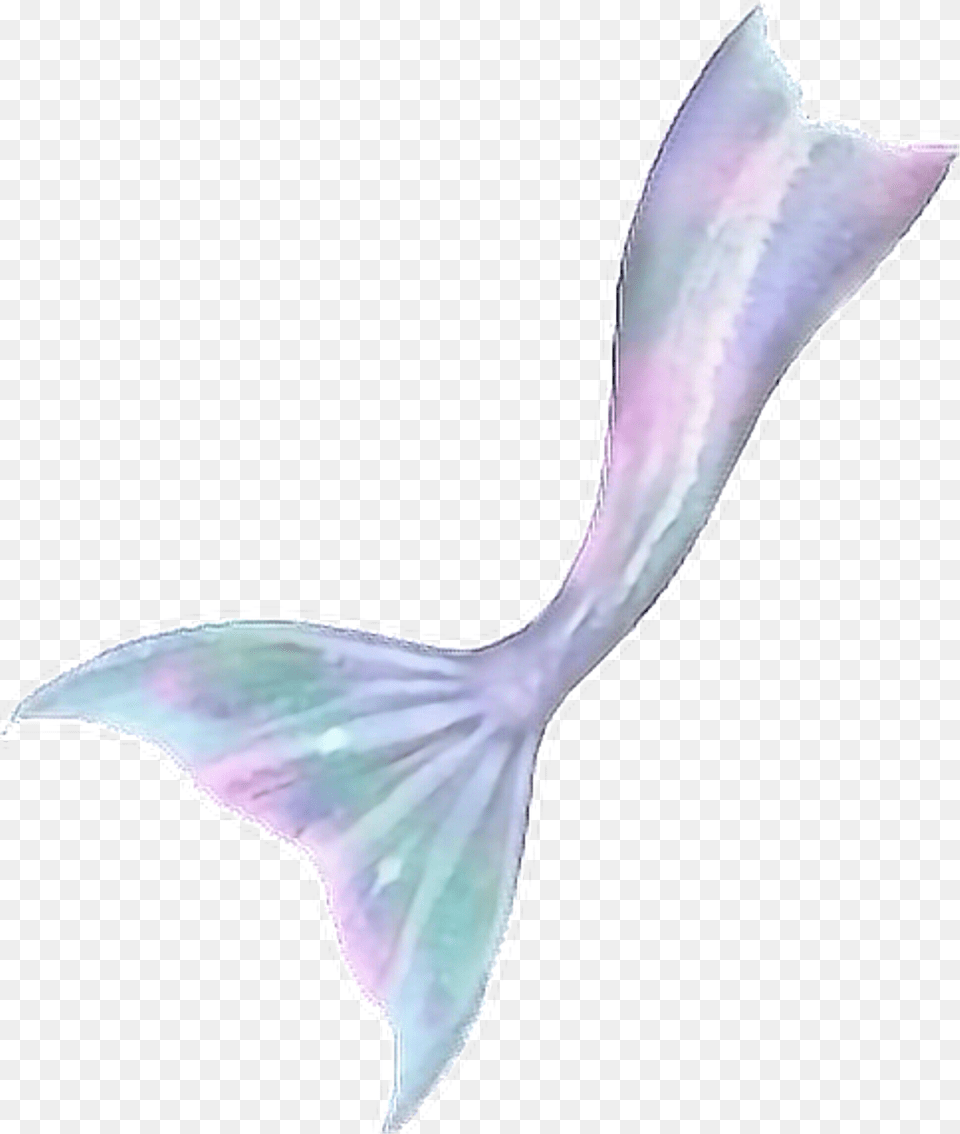 Purple Mermaid Tail, Animal, Sea Life, Fish Free Transparent Png