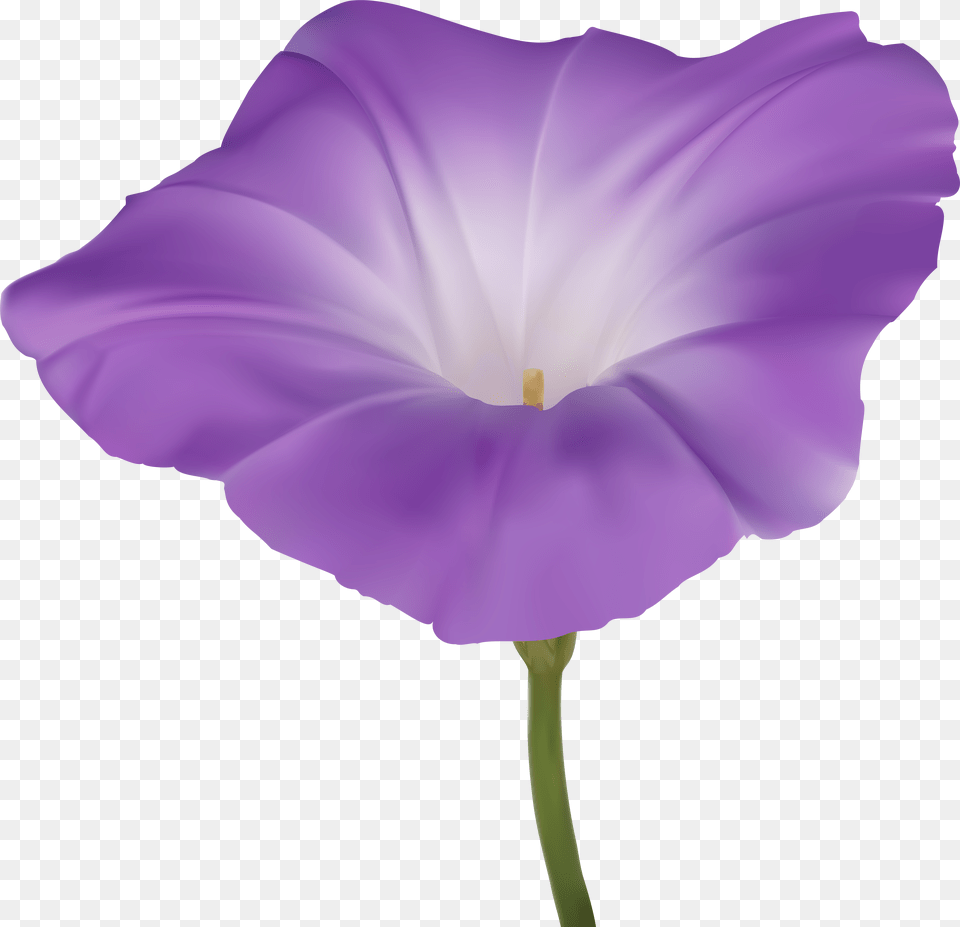 Purple Morning Glory Flower Clip Art Png Image