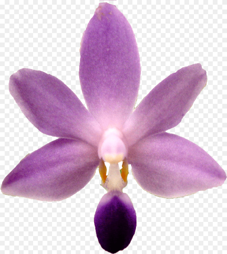 Purple Orchid, Flower, Plant Free Png Download