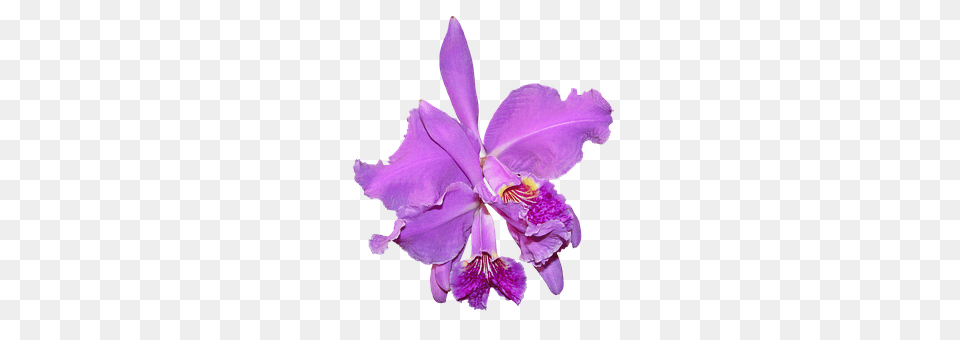 Purple Orchid Flower, Plant, Iris, Chandelier Free Png Download