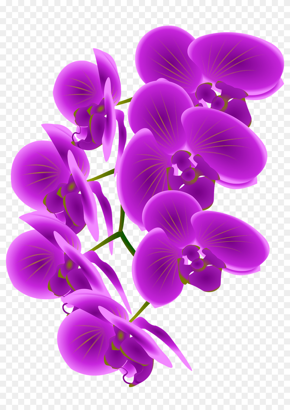Purple Orchid Branch Clipart, Flower, Plant, Chandelier, Lamp Png