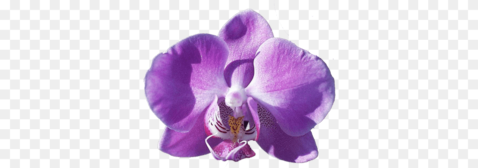 Purple Orchid Clip Art Hotel Housekeeping Operations And Management, Flower, Plant Free Png