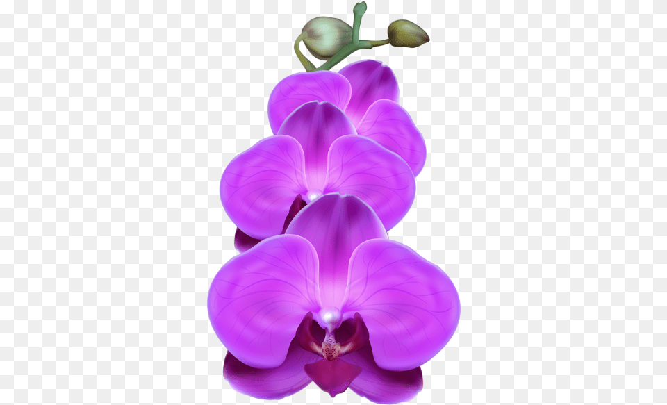 Purple Orchid Clip Art Purple Orchid Flower, Plant, Chandelier, Lamp Png Image