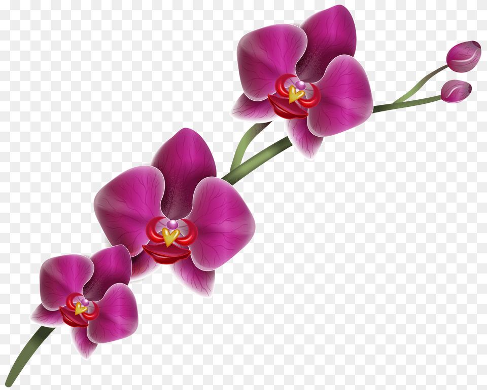 Purple Orchid Clipart, Flower, Plant Free Png Download