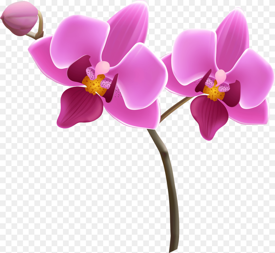 Purple Orchid Clipart Orchid Clipart, Flower, Plant, Chandelier, Lamp Png Image