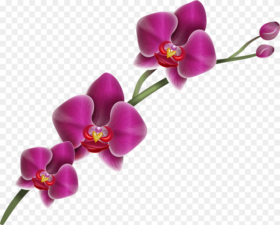 Purple Orchid Clipart Image Purple Orchid Transparent Background, Flower, Plant, Petal Free Png Download