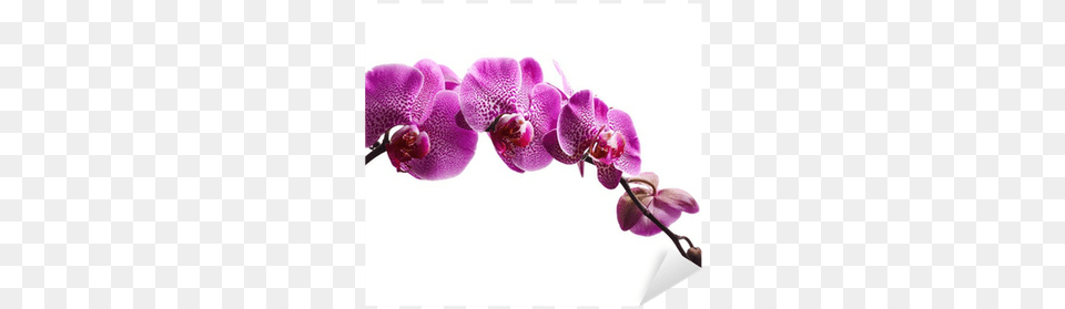 Purple Orchid Download Purple Orchid Flowers Canvas Wall Art C2165 30x20 Inch, Flower, Plant Png Image