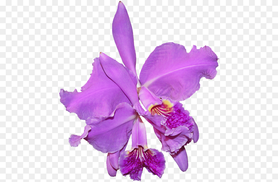 Purple Orchid Flower Plants Orquidea, Iris, Plant Png Image