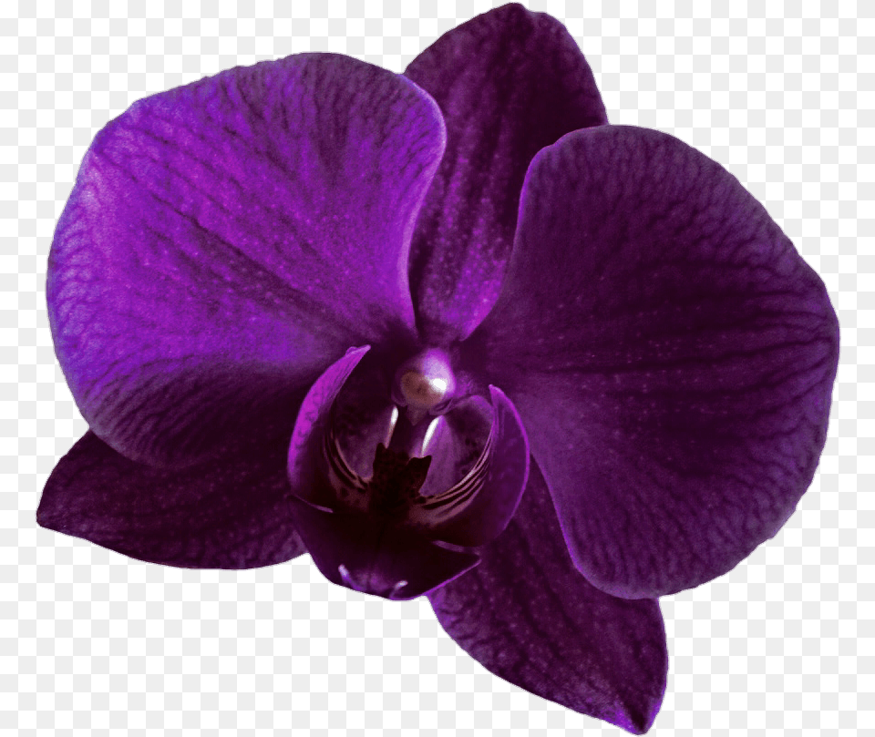 Purple Orchid Flower Transparent, Plant, Rose Png
