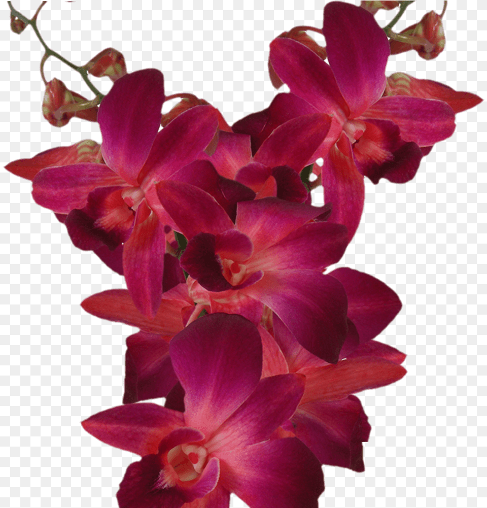 Purple Orchid Flowers For Sale Online Dendrobium Red, Flower, Plant, Geranium Free Transparent Png